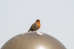Erithacus rubecula