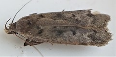Anacampsis innocuella