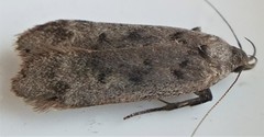 Anacampsis innocuella
