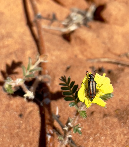 Ceroctis exclamationis · iNaturalist