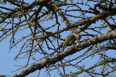 Chloropicus spodocephalus