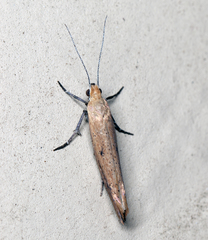 Ypsolopha ochrella