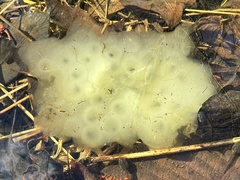 Oophila amblystomatis