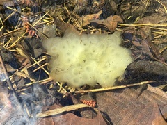 Oophila amblystomatis