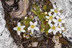 Arenaria biflora