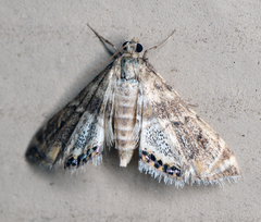Petrophila heppneri