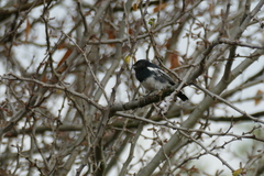 Melaniparus albiventris