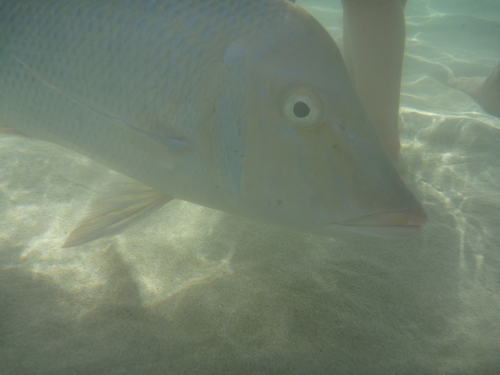 Lethrinus nebulosus