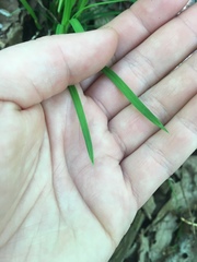 Carex pedunculata