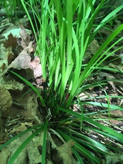 Carex pedunculata