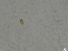 Cryptista