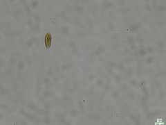 Cryptista