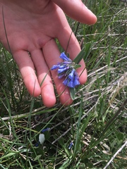 Mertensia oblongifolia