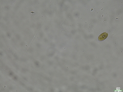 Cryptista