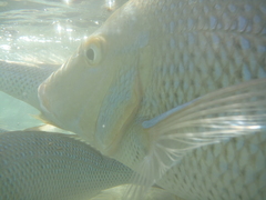 Lethrinus nebulosus