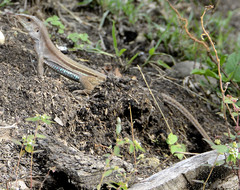 Ameiva bifrontata
