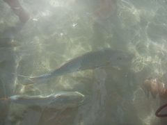 Lethrinus nebulosus