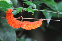 Tabernaemontaneae