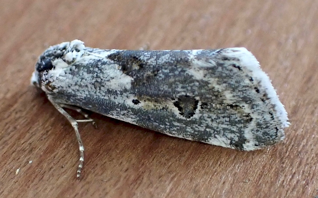 Ponometia megocula