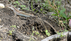 Ameiva bifrontata