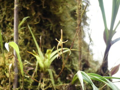 Maxillaria amplifoliata