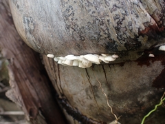 Marasmiellus volvatus