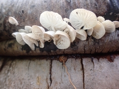 Marasmiellus volvatus