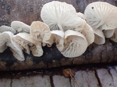 Marasmiellus volvatus