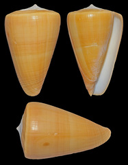 Conus quercinus