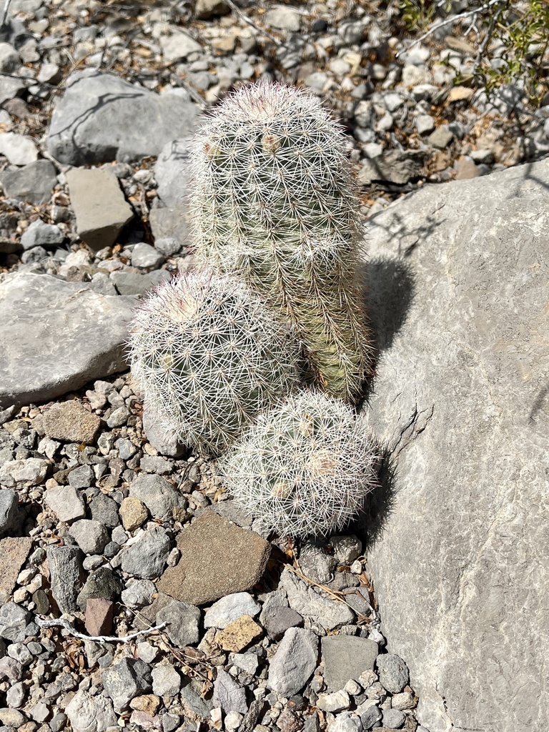 Echinocereus dasyacanthus, US-82, La Luz, NM, US