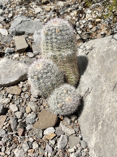 Echinocereus dasyacanthus