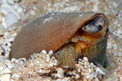 Conus quercinus