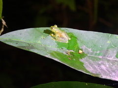 Sachatamia albomaculata