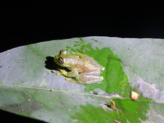 Sachatamia albomaculata