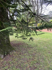 Araucaria
