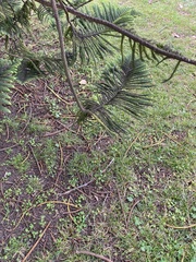 Araucaria
