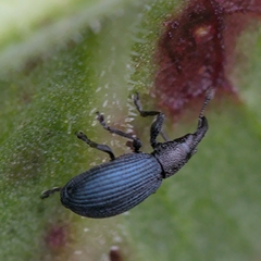 Aplemonina