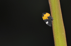 Phyllotropis cingulata