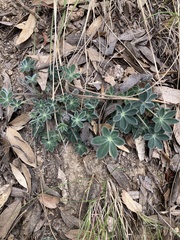 Lupinus huachucanus