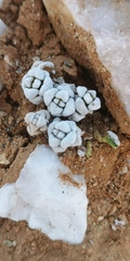 Crassula corallina macrorrhiza