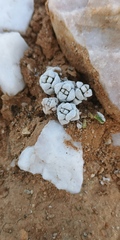 Crassula corallina macrorrhiza