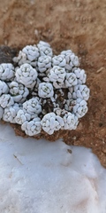 Crassula corallina macrorrhiza