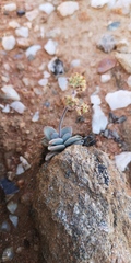 Crassula namaquensis