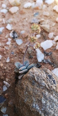Crassula namaquensis