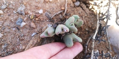 Conophytum bilobum
