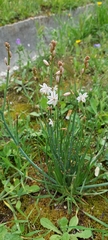 Asphodelus fistulosus