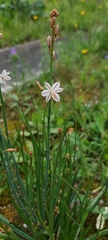 Asphodelus fistulosus