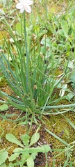 Asphodelus fistulosus