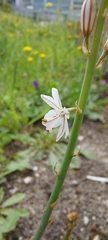 Asphodelus fistulosus