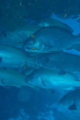 Plectorhinchus chubbi